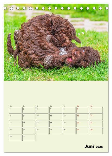 Produktbild: Lagotto Romagnolo - Der Tr&uuml;ffelhund Italiens - Planer (Tischkalender 2026 DIN A5 hoch), CALVENDO Monatskalender