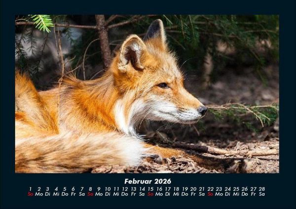 Produktbild: Welt der Tiere 2026 Fotokalender DIN A4