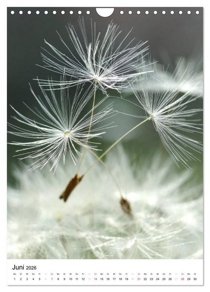 Produktbild: Natur-Romantik (Wandkalender 2026 DIN A4 hoch), CALVENDO Monatskalender