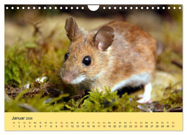 Produktbild: ... hier kommt die Maus ... (Wandkalender 2026 DIN A4 quer), CALVENDO Monatskalender