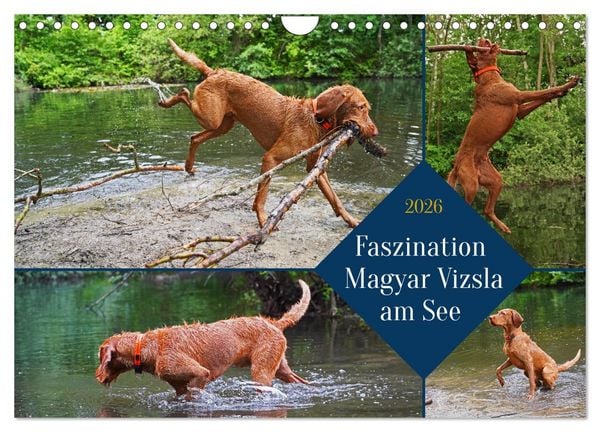 Faszination Magyar Vizsla am See (Wandkalender 2026 DIN A4 quer), CALVENDO Monatskalender