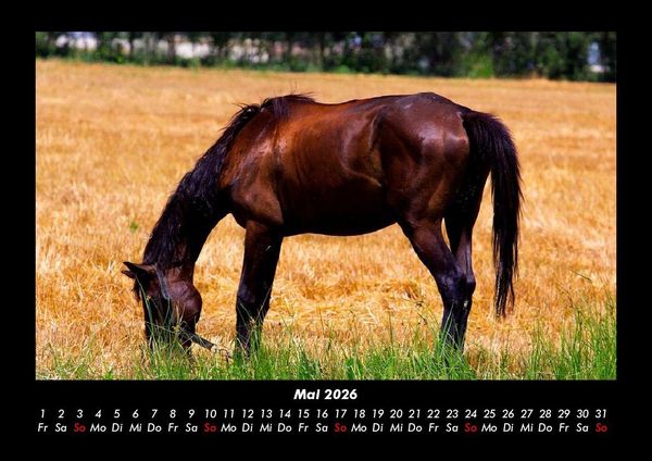 Produktbild: Welt der Pferde 2026 Fotokalender DIN A3