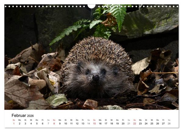 Produktbild: Heimische Tierwelt (Wandkalender 2026 DIN A3 quer), CALVENDO Monatskalender