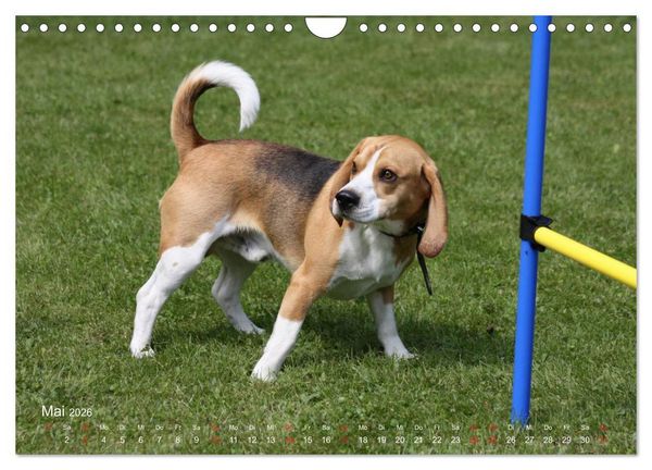 Produktbild: Beagle (Wandkalender 2026 DIN A4 quer), CALVENDO Monatskalender