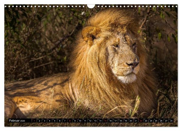 Produktbild: Masai Mara 2026 (Wandkalender 2026 DIN A3 quer), CALVENDO Monatskalender