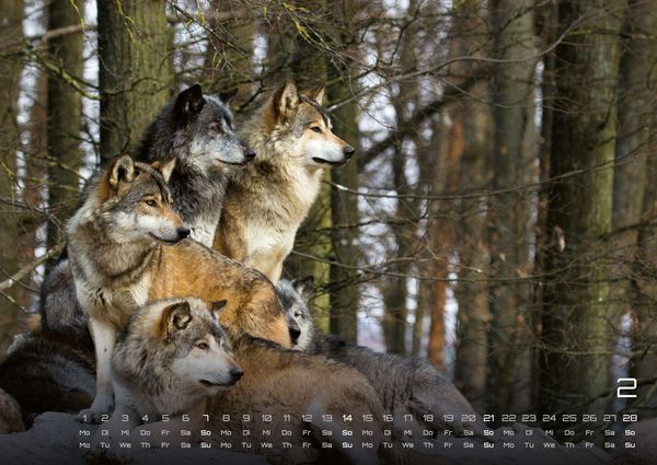 Produktbild: Wolf &ndash; Im Schatten des Waldes - 2027 - Kalender DIN A2