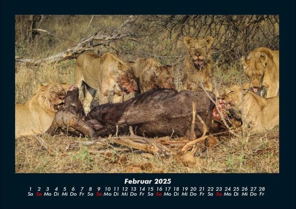 Produktbild: Welt der Tiere 2025 Fotokalender DIN A4