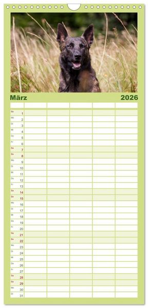 Produktbild: Familienplaner 2026 - ausdrucksvolle Holl&auml;ndische Sch&auml;ferhunde mit 5 Spalten (Wandkalender, 21 x 45 cm) CALVENDO