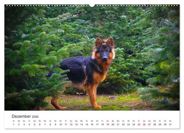 Produktbild: Sch&auml;ferhunde - Die gutm&uuml;tigen Wegbegleiter. (hochwertiger Premium Wandkalender 2026 DIN A2 quer), Kunstdruck in Hochglanz