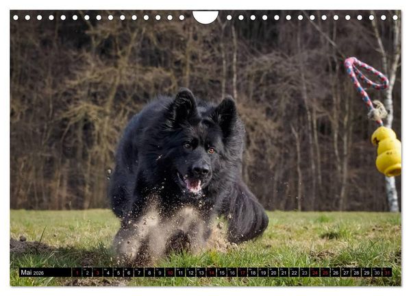 Produktbild: Schwarz ist sch&ouml;n! Der lackschwarze altdeutsche Sch&auml;ferhund (Wandkalender 2026 DIN A4 quer), CALVENDO Monatskalender