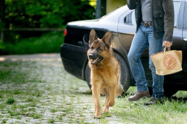 Produktbild: Kommissar Rex (2026) - Die komplette 1. Staffel [2 BRs]