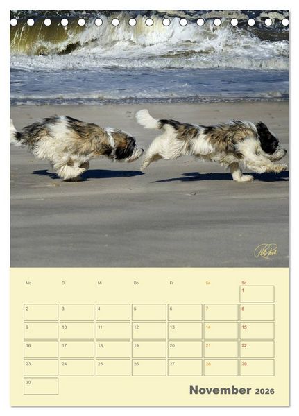 Produktbild: PON-Welpen - jeder Tag ein gro&szlig;es Abenteuer / Planer (Tischkalender 2026 DIN A5 hoch), CALVENDO Monatskalender