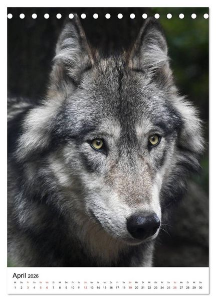 Produktbild: Wolf-Gesichter (Tischkalender 2026 DIN A5 hoch), CALVENDO Monatskalender