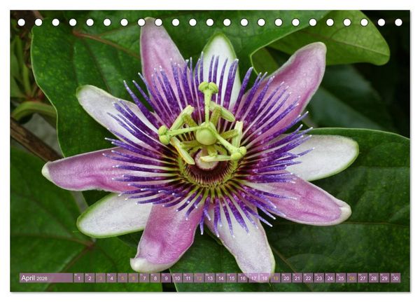 Produktbild: Flower Power - Zauberhafte K&uuml;belpflanzen (Tischkalender 2026 DIN A5 quer), CALVENDO Monatskalender