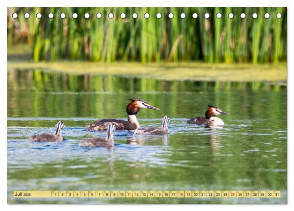 Produktbild: Donaudelta - Europas gro&szlig;es Vogelparadies (Tischkalender 2026 DIN A5 quer), CALVENDO Monatskalender