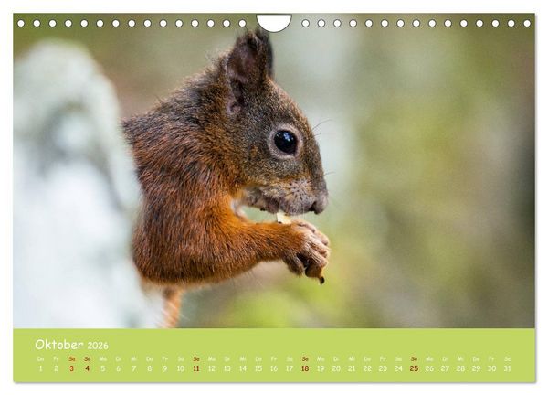 Produktbild: Eichh&ouml;rnchen - die s&uuml;&szlig;en Nussknacker (Wandkalender 2026 DIN A4 quer), CALVENDO Monatskalender