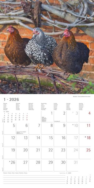 Produktbild: Hühner 2026 - Broschürenkalender 30x30 cm (30x60 geöffnet) - Kalender mit Platz für Notizen - Hühner - Bildkalender - Wandkalender - Hühnerkalender