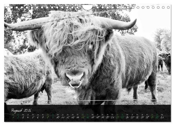 Produktbild: Highland Cattle vom Nordlicht - Faszination Hochland Rind (Wandkalender 2026 DIN A4 quer), CALVENDO Monatskalender