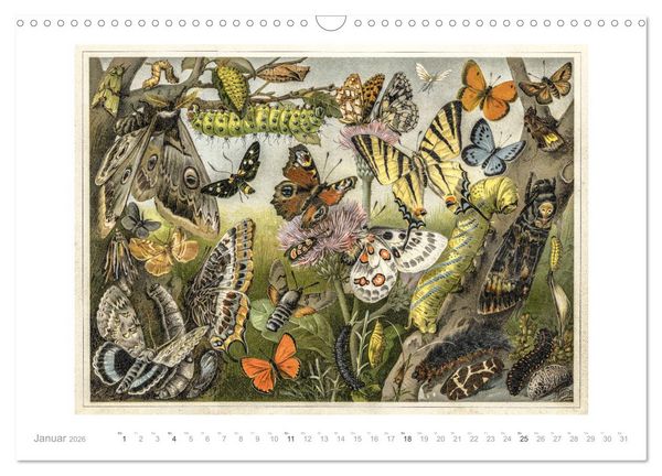 Produktbild: Farbenpr&auml;chtige Fauna. Fische, V&ouml;gel, Schmetterlinge in Grafiken des 19 Jahrhunderts (Wandkalender 2026 DIN A3 quer), CALVENDO Monatskalender