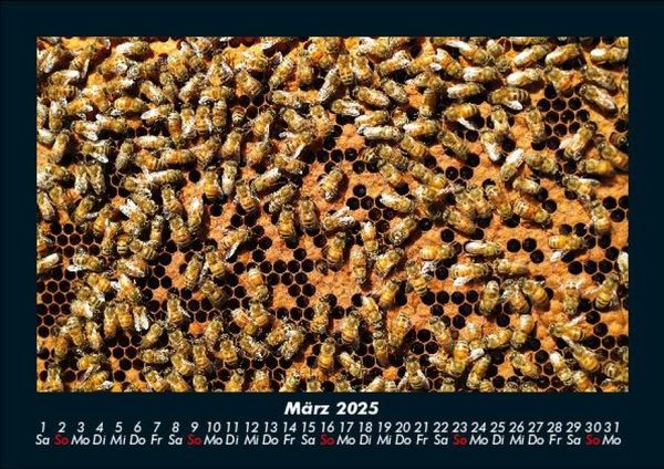 Produktbild: Bienen 2025 Fotokalender DIN A5