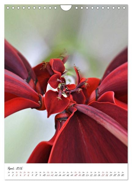 Produktbild: Durchschnittlich - Verzauberte Flora (Wandkalender 2026 DIN A4 hoch), CALVENDO Monatskalender