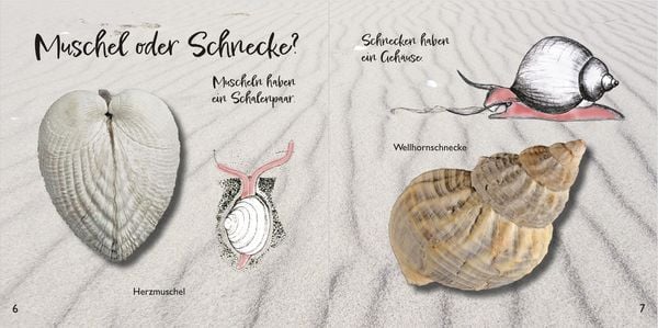Produktbild: Strandfunde am Ostseestrand