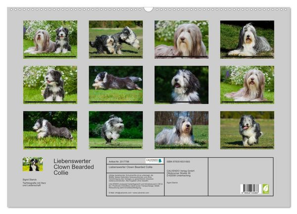 Produktbild: Liebenswerter Clown Bearded Collie (Wandkalender 2026 DIN A2 quer), CALVENDO Monatskalender