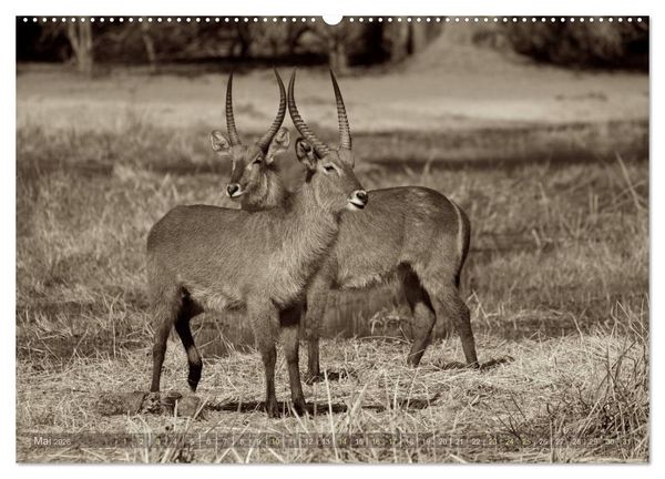 Produktbild: Botswana &ndash; Impressionen aus Afrika (Wandkalender 2026 DIN A2 quer), CALVENDO Monatskalender