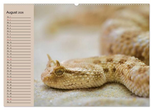 Produktbild: Giftschlangen (Wandkalender 2026 DIN A2 quer), CALVENDO Monatskalender