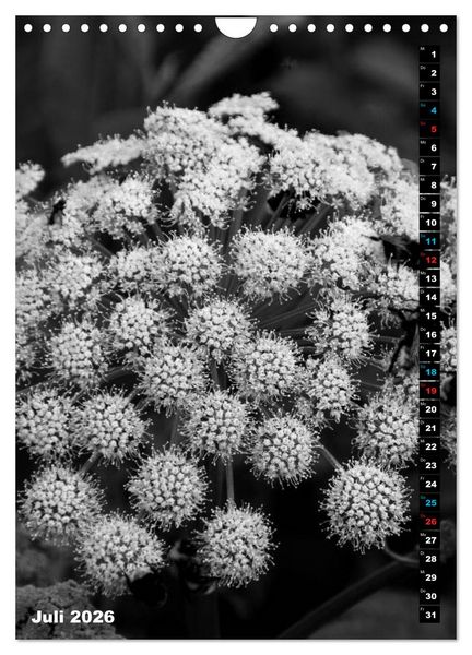 Produktbild: Blumige Graustufen - Schwarz und Wei&szlig; (Wandkalender 2026 DIN A4 hoch), CALVENDO Monatskalender
