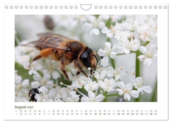 Produktbild: Heimische Insekten 2026 (Wandkalender 2026 DIN A4 quer), CALVENDO Monatskalender