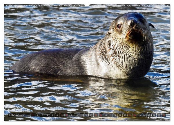 Produktbild: Tierparadies S&uuml;dpolarmeer (hochwertiger Premium Wandkalender 2026 DIN A2 quer), Kunstdruck in Hochglanz