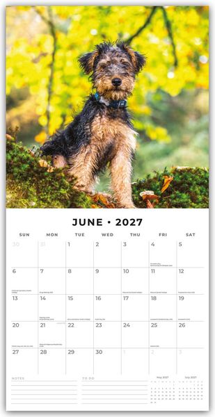 Produktbild: Welsh Terriers &ndash; Welsh Terrier 2027 &ndash; 16-Monatskalender
