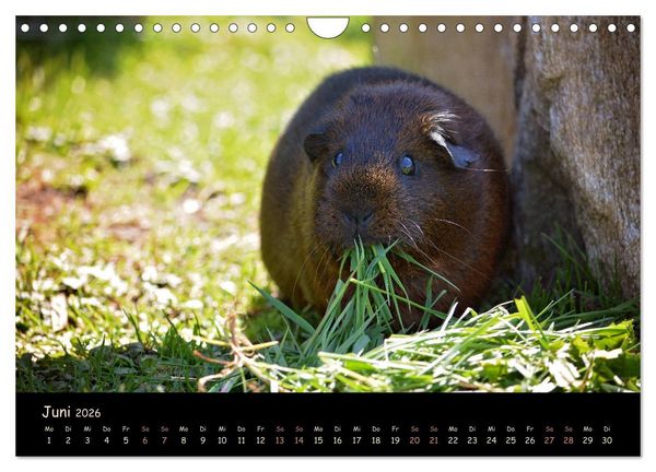 Produktbild: Meerschweinchen - Kleine s&uuml;&szlig;e Fellnasen (Wandkalender 2026 DIN A4 quer), CALVENDO Monatskalender