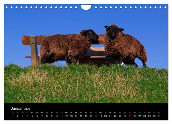 Produktbild: Pellworm 2026 (Wandkalender 2026 DIN A4 quer), CALVENDO Monatskalender