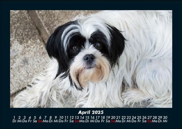 Produktbild: Der Hundekalender 2025 Fotokalender DIN A5