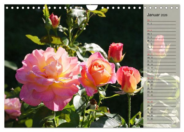 Produktbild: Rosensommer (Wandkalender 2026 DIN A4 quer), CALVENDO Monatskalender
