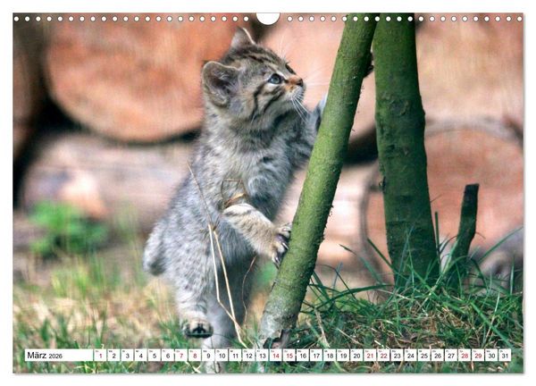 Produktbild: Wildkatzen - Die lautlosen J&auml;ger des Waldes (Wandkalender 2026 DIN A3 quer), CALVENDO Monatskalender