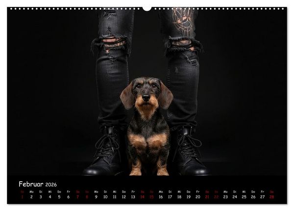 Produktbild: Coole Typen - Rauhaardackel (hochwertiger Premium Wandkalender 2026 DIN A2 quer), Kunstdruck in Hochglanz