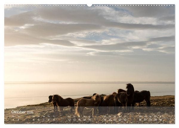 Produktbild: Islandpferde - Der T&ouml;lt Kalender (hochwertiger Premium Wandkalender 2026 DIN A2 quer), Kunstdruck in Hochglanz