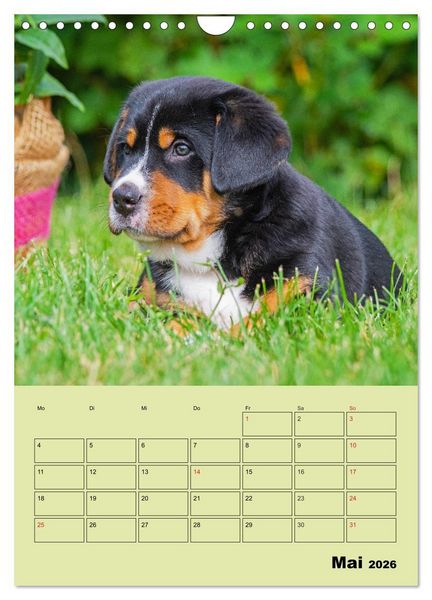 Produktbild: Familienplaner Gro&szlig;er Schweizer Sennenhund (Wandkalender 2026 DIN A4 hoch), CALVENDO Monatskalender