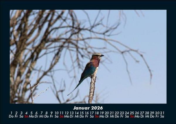 Produktbild: Vogelparadies 2026 Fotokalender DIN A5