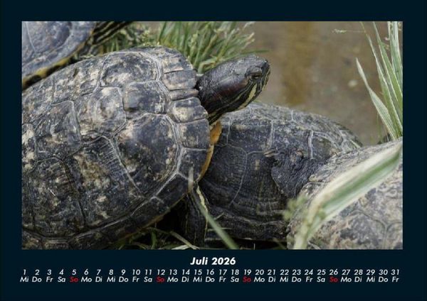Produktbild: Schildkr&ouml;tenzauber 2026 Fotokalender DIN A4