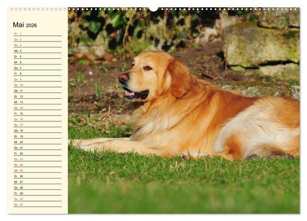 Produktbild: Mein bester Freund - Der Hovawart (Wandkalender 2026 DIN A2 quer), CALVENDO Monatskalender