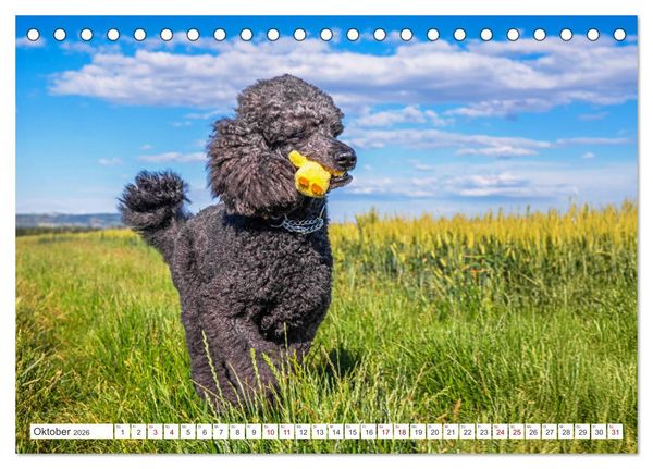 Produktbild: Pudel - Gl&uuml;ck auf vier Pfoten (Tischkalender 2026 DIN A5 quer), CALVENDO Monatskalender