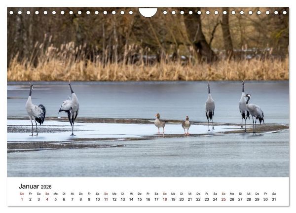 Produktbild: Kraniche im Erzgebirge (Wandkalender 2026 DIN A4 quer), CALVENDO Monatskalender