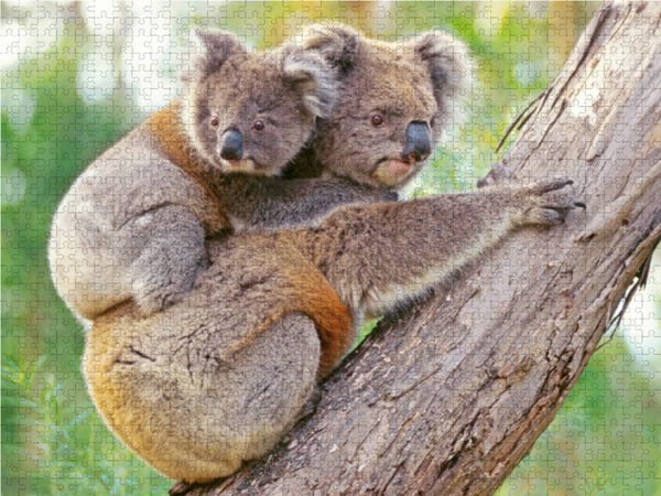 Produktbild: CALVENDO Puzzle Koala-Mutter klettert mit Jungtier auf dem R&uuml;cken | 1000 Teile Lege-Gr&ouml;&szlig;e 64x48cm Foto-Puzzle f&uuml;r gl&uuml;ckliche Stunden