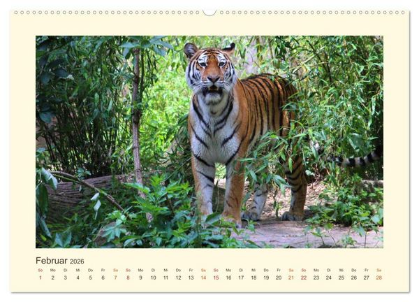 Produktbild: Sibirische Tigerportraits (hochwertiger Premium Wandkalender 2026 DIN A2 quer), Kunstdruck in Hochglanz