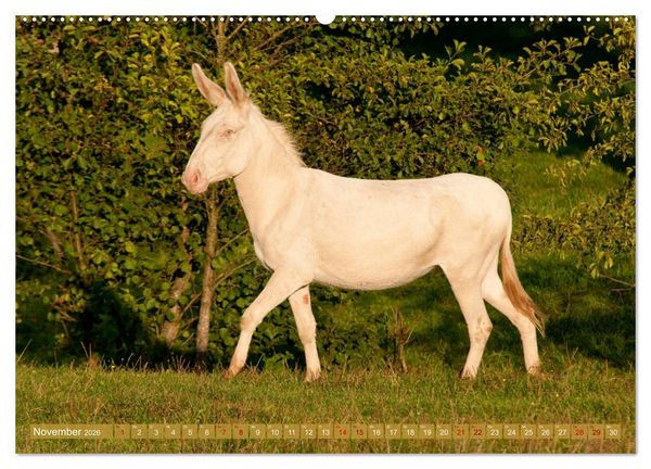 Produktbild: Wei&szlig;e Esel - M&auml;rchenhafte Langohren (hochwertiger Premium Wandkalender 2026 DIN A2 quer), Kunstdruck in Hochglanz
