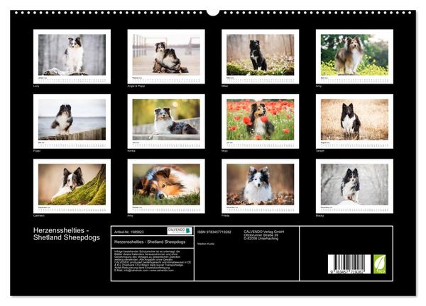 Produktbild: Herzensshelties - Shetland Sheepdogs (hochwertiger Premium Wandkalender 2026 DIN A2 quer), Kunstdruck in Hochglanz